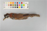 藏品(小彎嘴)的圖片